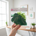 Hojas para decorar